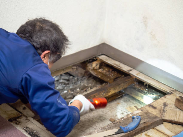 Best Basement Mold Remediation in Celina, TX