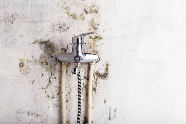 Best Black Mold Remediation in Celina, TX