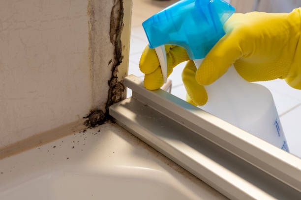 Best Emergency Mold Remediation in Celina, TX