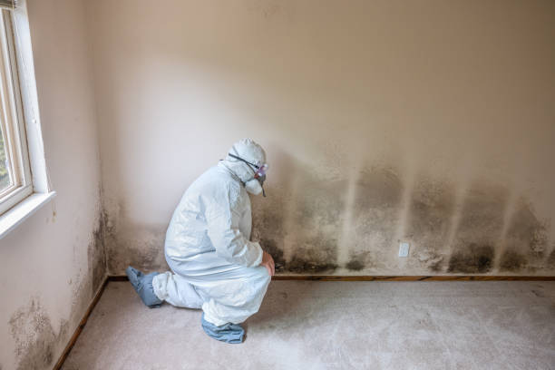 Best Attic Mold Remediation in Celina, TX