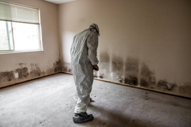 Best Health and Safety Mold Remediation in Celina, TX