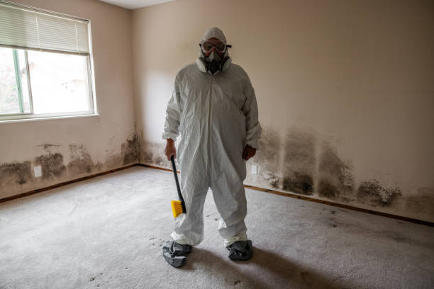 Best White Mold Remediation in Celina, TX