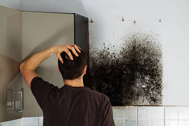Trusted Celina, TX Mold Remediation Experts