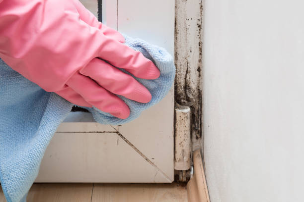 Best Localized Mold Remediation (e.g., coastal areas, humid climates) in Celina, TX